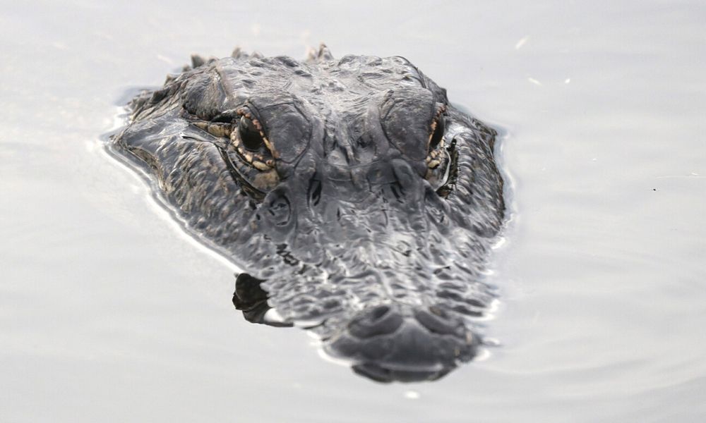 Alligator